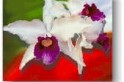Laélia Purpurata a flor de SC