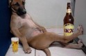 cão bebado
