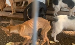 ​14 cães vitimas de maus tratos são resgatados no interior de Tigrinhos.