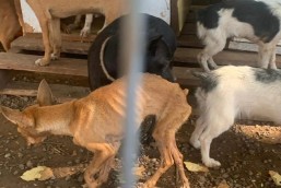 ​14 cães vitimas de maus tratos são resgatados no interior de Tigrinhos.