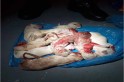 ​Flagrante -  Homem é preso por matar 9 filhotes de cachorro