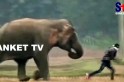 ​Por pouco – Turista tenta fazer selfie e elefante não gosta