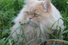 Esse o gato "Radesh" da Maritani Moccellin ele  é muito fofo e passou o 7 de Setembro no jardim da casa.

