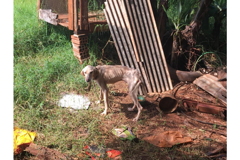 ​Oito cães um deles morto, responsável  e autuado em R$ 11 mil.