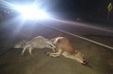 ​Celta atropela e mata 5 animais que estavam sobre a pista na SC 163