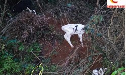 Animais encontrados abandonados em Campo Erê foram sacrificados