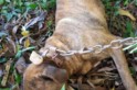 Policia indicia três por matar cachorro em Maravilha