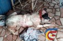 ​Idoso é encontrado desacordado após ataque de cães no interior de Marmeleiro