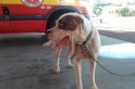 Cachorro perdido esta no quartel do bombeiros em Campo Erê
