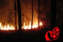 Incêndio em reflorestamento de pinus foi apagado