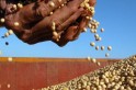 Pesquisadores alertam para possível falta de sementes de soja na safra