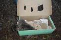 Animais foram abandonados em uma caixa. Foto Ana Maria