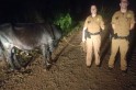 ​Policia localiza e recupera bovino furtado em Flor da Serra do Sul.