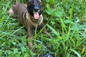 ​Cão encontra arma e policiais localizam celulares roubados em Pinhalzinho