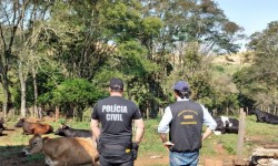 ​Policia e Cidasc faz operação para reprimir o ingresso de animais da Argentina
