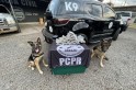 ​Cães de PC PR e SC localizam 5 kg de murruga em Pato Branco