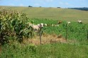 ​O que fazer se o gado vizinho invade a propriedade rural para pastar?