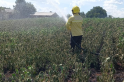 ​Incêndio em vegetação se propaga para lavoura de soja
