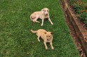 ​Denuncia – mais cães são abandonados em Campo Erê