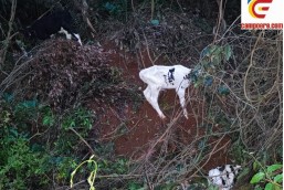 Animais encontrados abandonados em Campo Erê foram sacrificados