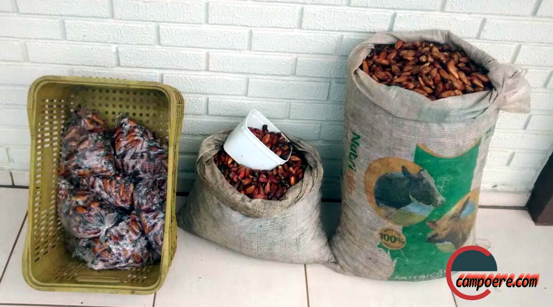 Foto: www.campoere_1.com/PM