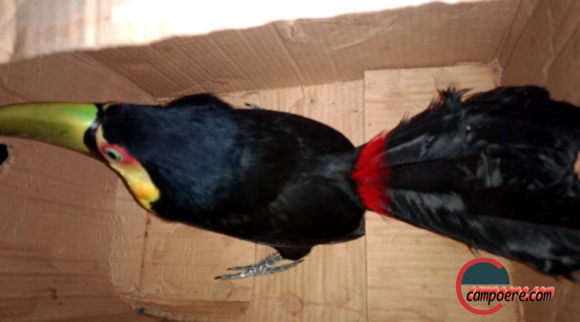 Foto: Jandir Sabedot/www.campoere_1.com