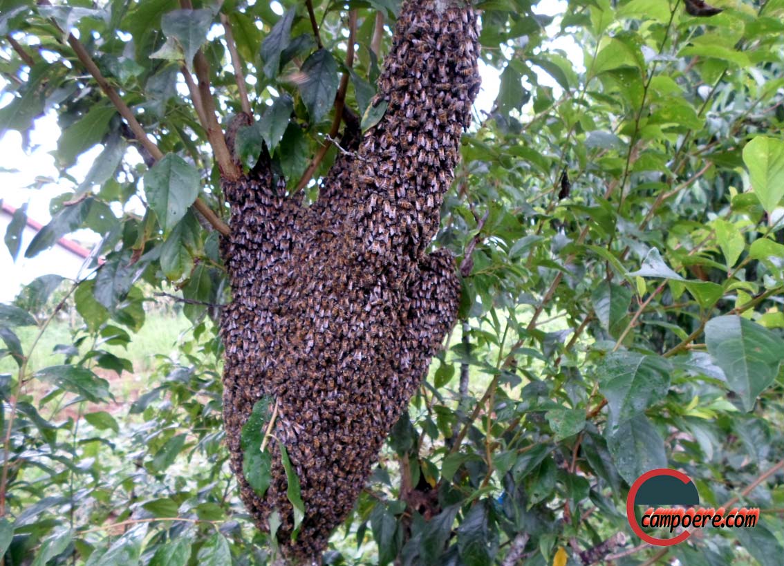 Foto: www.campoere_1.com