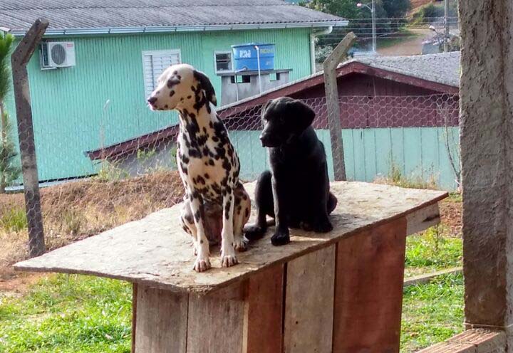 Foto: animais que desapareceram
