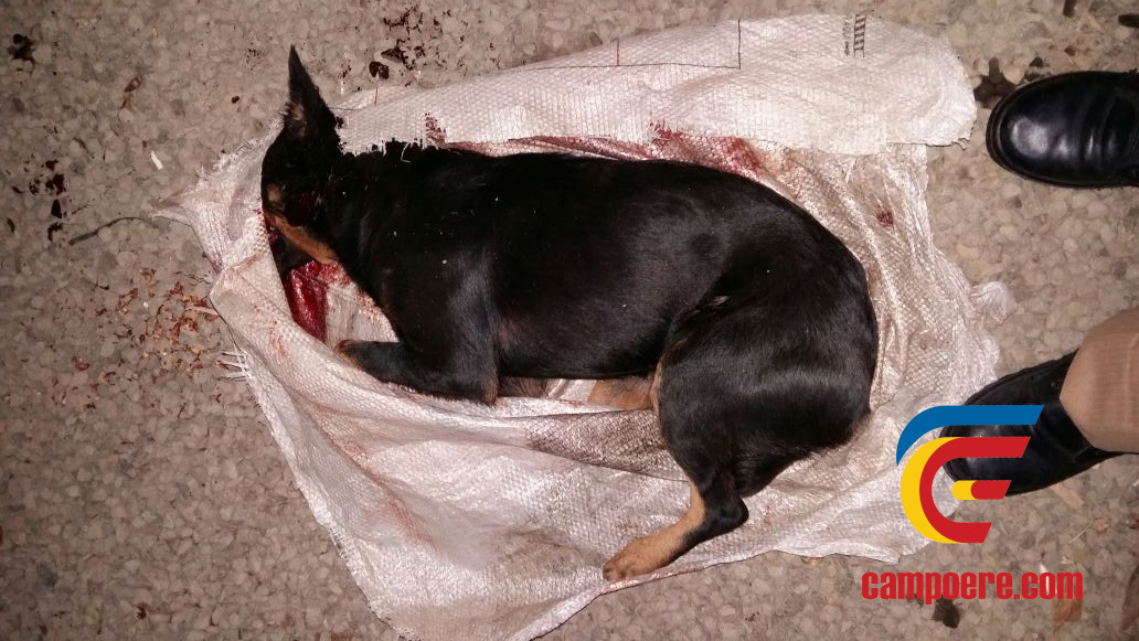 Foto: www.campoere_1.com