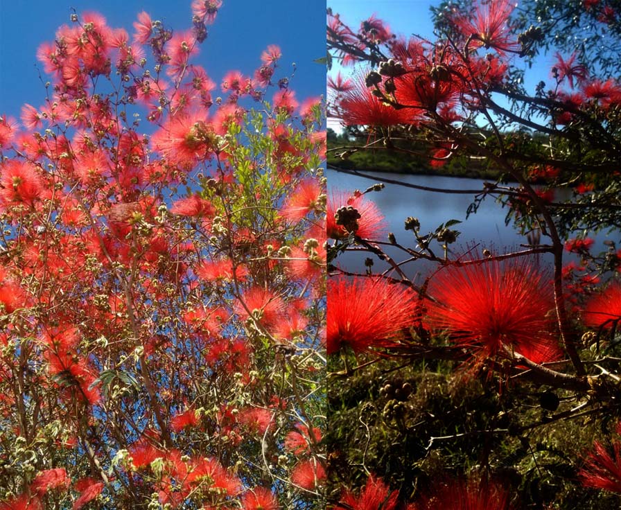 A primavera no interior