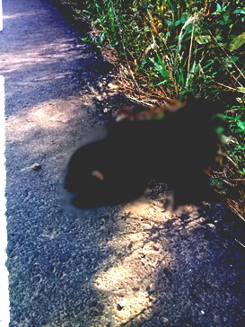 Foto: CBM