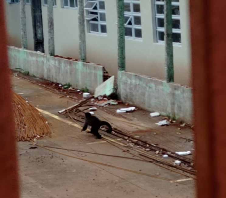 Foto: campoere_1.com/Vilmar Cambruzi