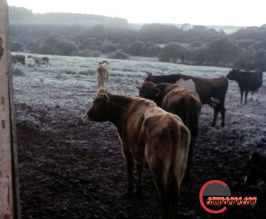 Foto: www.campoere_1.com