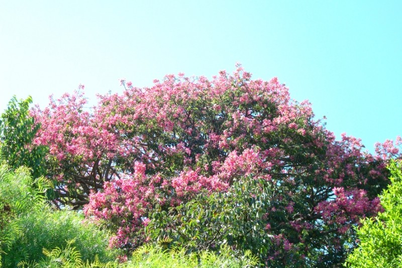 Paineira com flores muitos meses