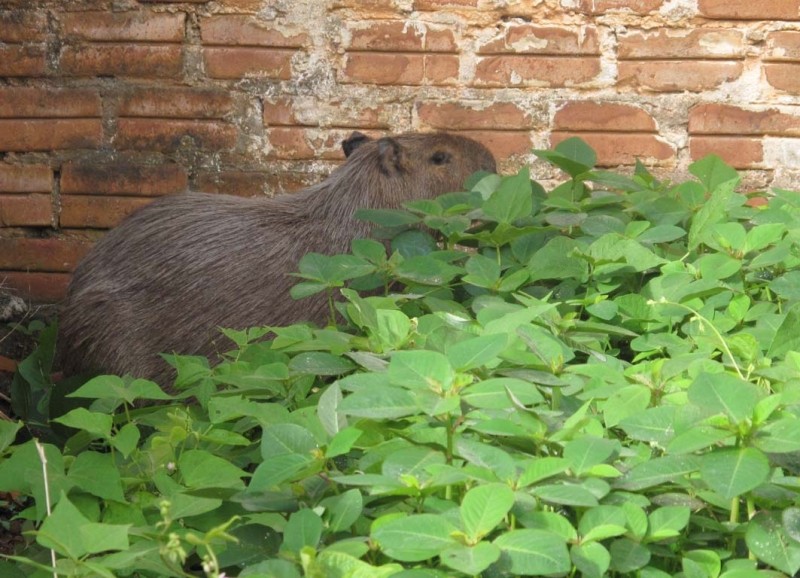 Capivara no centro da cidade