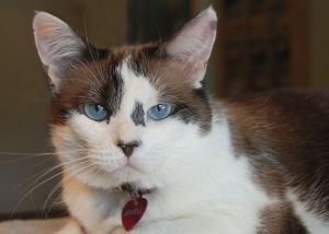 gato