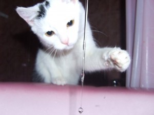 Meu gato