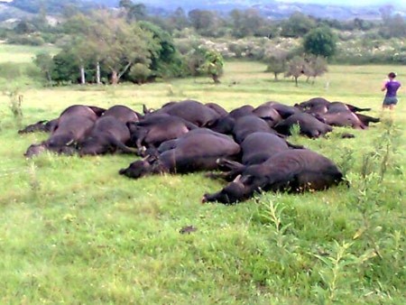 Foto por Emanoel Kurowski/CP
Búfalos mortos eletrocutados em Taquara (RS)