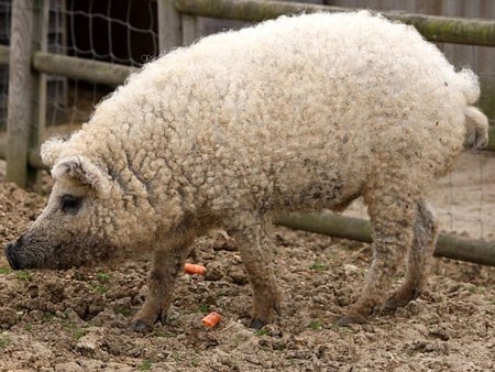 Foto por Reprodução (Mail Online)
Todo mundo quer tirar agora um pelo do porco-ovelha na Inglaterra