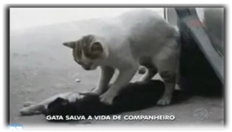 Gatinha heroína salva companheiro com massagem cardíaca