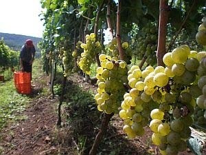 Produção de uva - Produtores da região com bons resultados