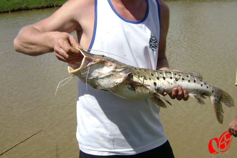 Variedades de espécies também é grande em açudes. Foto: www.campoere_1.com