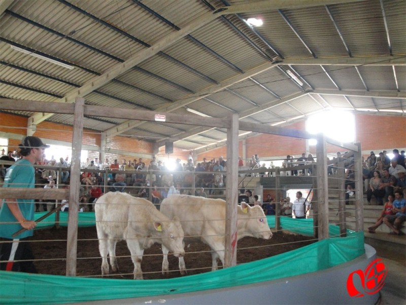 Leilão comercializou 100% do animais