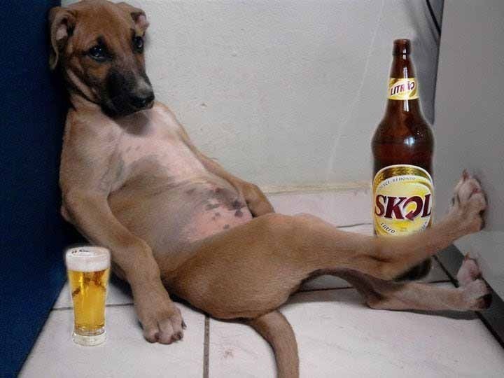 cão bebado