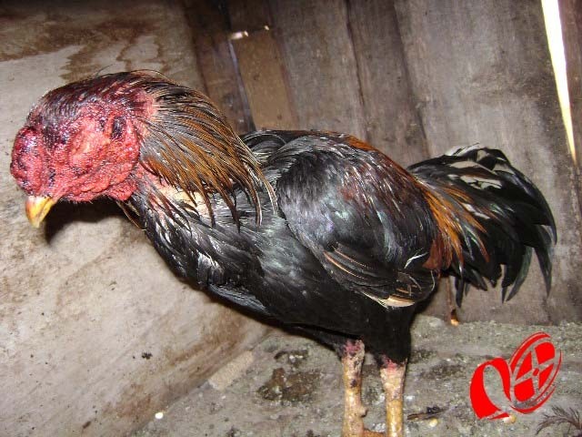 Galo já ferrido foi apreendido. 