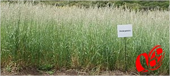 Aveia mais uma alternativa para os agricultores