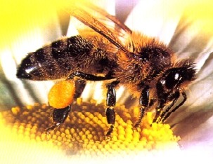 ABELHA