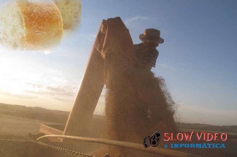 Novos cultivares, garantem maior produtividade. Foto: Jandir Sabedot