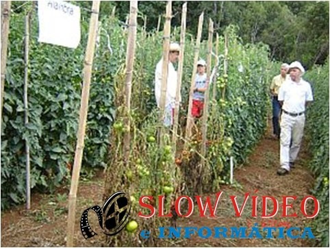 As plantas enxertadas com boa produção e as não enxertadas, mortas.