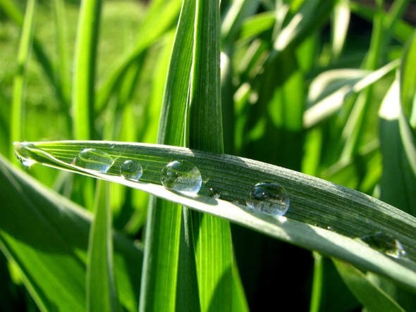 Para usar na agriculta, basta colocar o bloco de gel perto da raiz do vegetal